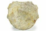 Fossil Ichthyosaur (Brachypterygius) Vertebra - England #354089-1